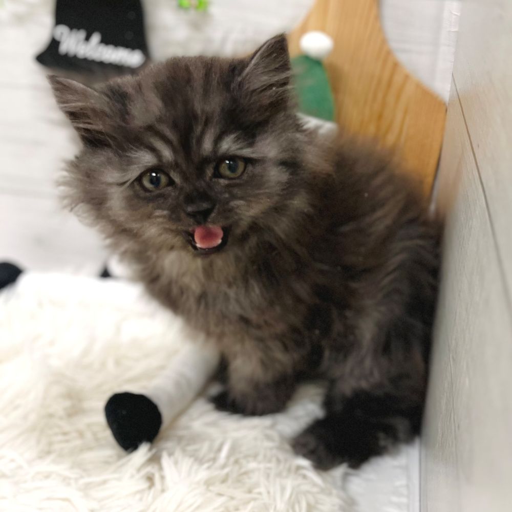 わんちゃんねこちゃん大集合🐾新入生紹介!! ペットショップ犬の家猫の